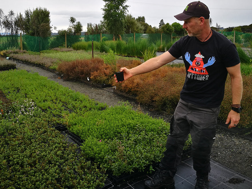 25x Hebe Odora - Box Hebe - $4.99 each