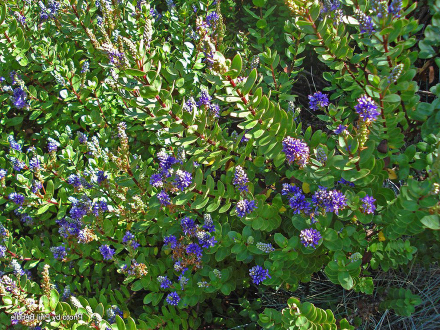 5x Hebe Ohau - $6.99 each