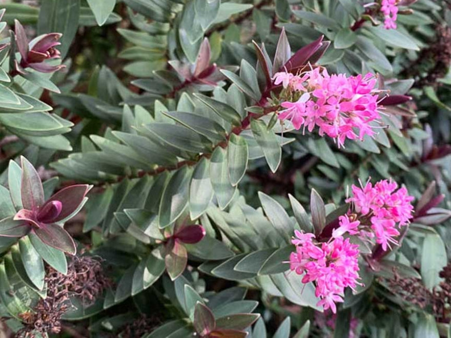 Hebe Pink Blush