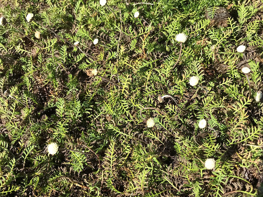 Leptinella Minor