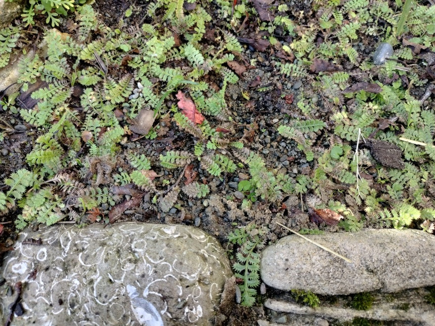 Leptinella Minor