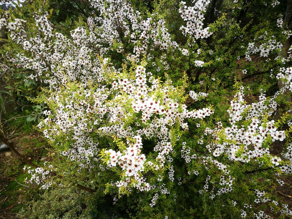100x Manuka - $3.99 each