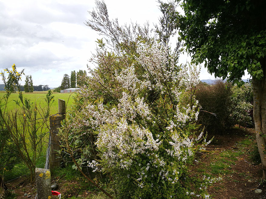 100x Manuka - $3.99 each