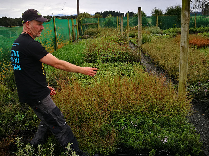 100x Manuka - $3.99 each