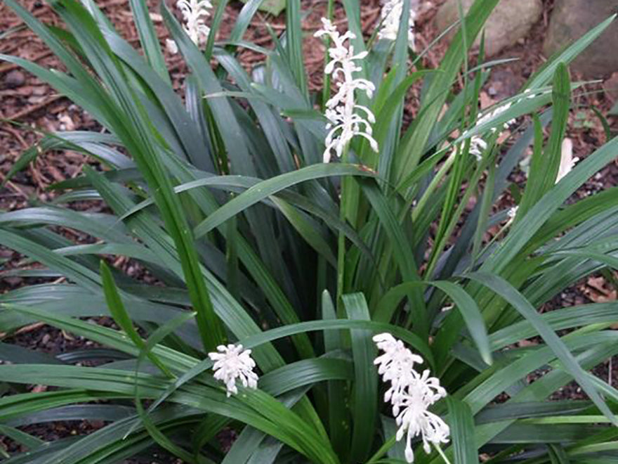 Ophiopogon japonicus