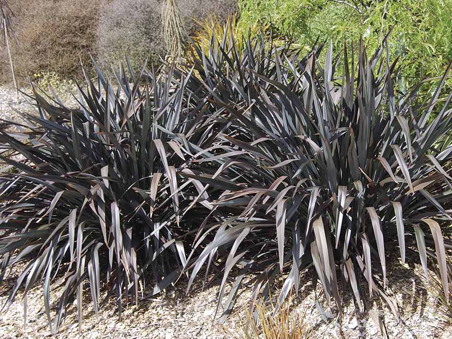Phormium Dark Delight