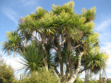 100x Cabbage Trees - $1.99 each