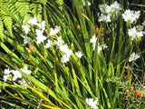 Libertia Grandiflora