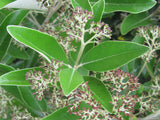 Olearia Avicennieafolia