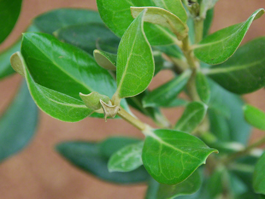 Olearia Traversii x 1