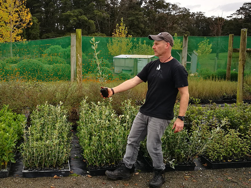 5x Chatham Island Ake Ake - $5.99 each