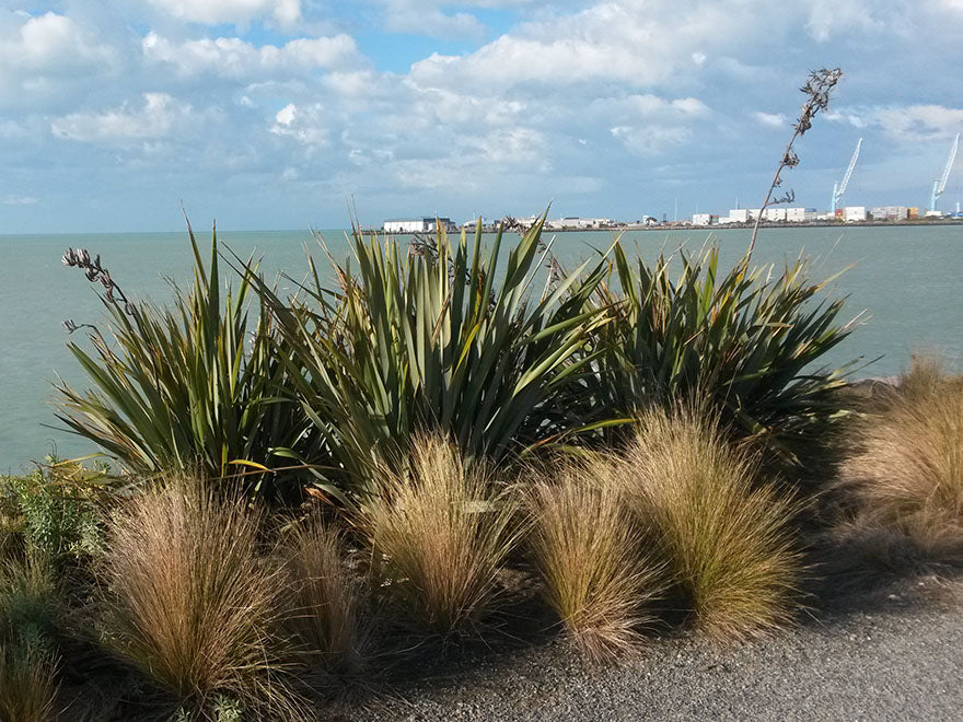 Phormium Tenax Green