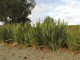 25x Harakeke - NZ Flax - $5.99 each