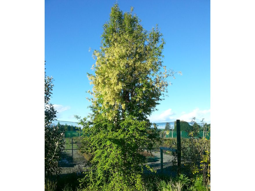 Plagianthus_Regius_16_R3TSWJPCGTCL.jpg