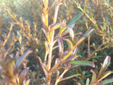 1x Coprosma Copperfield - large size