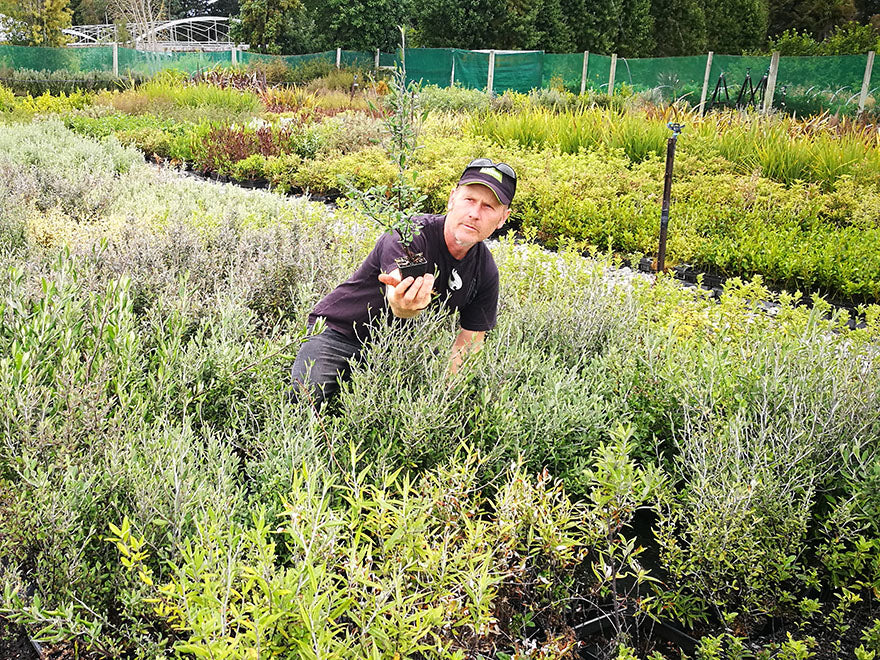 Corokia Red Wonder
