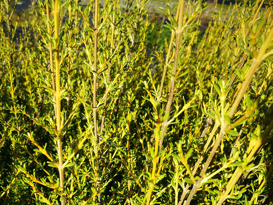 Olearia solandri