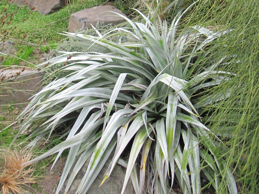 Flourishing in the Bay of Plenty: Top 6 Native Plants for Ideal Conditions
