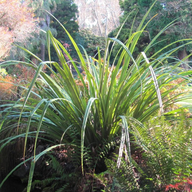 Mastering Clay Soils With NZ Native Plants: The Ultimate Guide for Kiwi Gardens