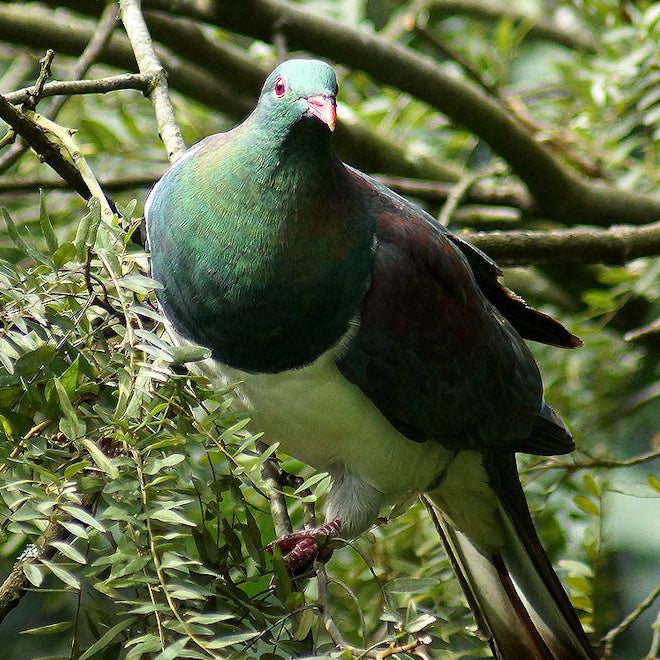 New Zealand Natives to feed, attract and provide habitat for birds