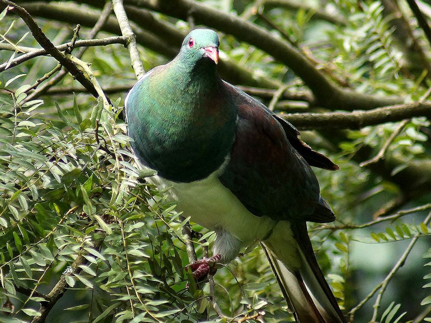 New Zealand Natives to feed, attract and provide habitat for birds