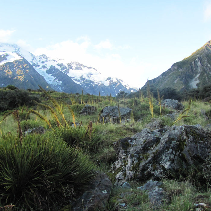 Year-Round Beauty with NZ Alpine Native Plants: Seasonal Interest and Design Inspiration