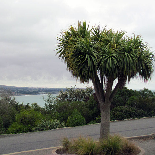 Embracing Winter's Beauty: Top 9 Native New Zealand Plants for Cold Climates
