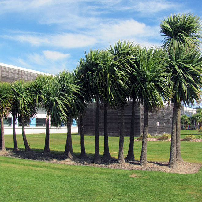 Wind-Resistant New Zealand Native Plants for Exposed Sites