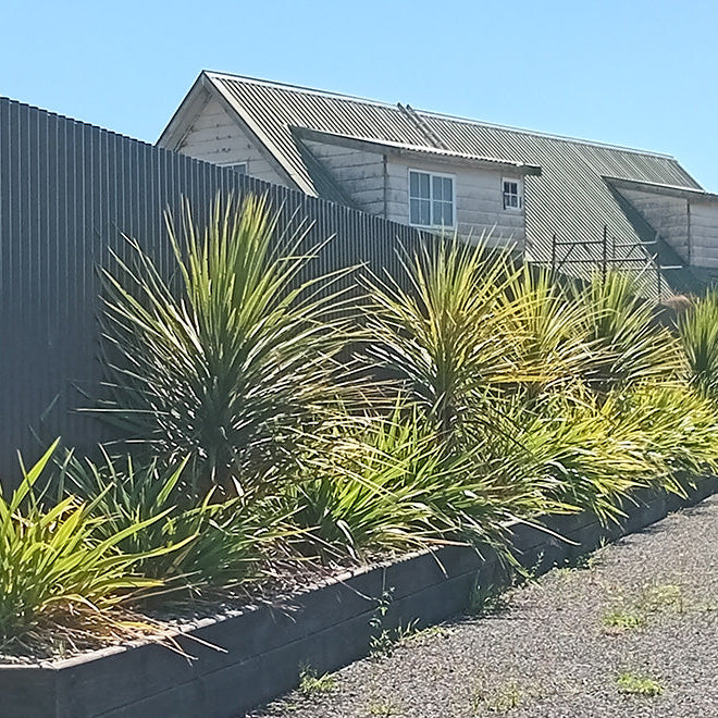 Creating Thriving Full Sun Gardens with New Zealand Native Plants
