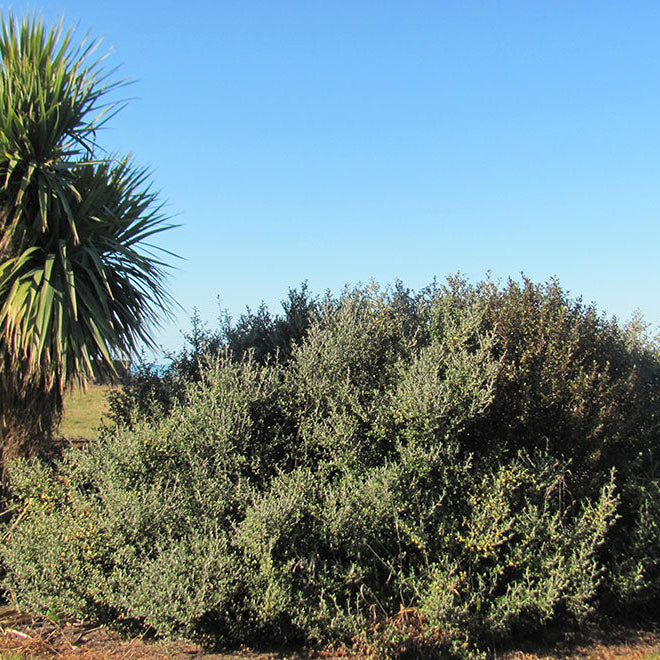 Water-Wise Gardens with NZ Native Plants: Low-Water, Heat-Tolerant Landscaping