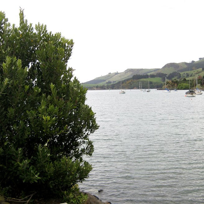Thriving in the Wild: Top 5 Native Plants for West Coast Conditions