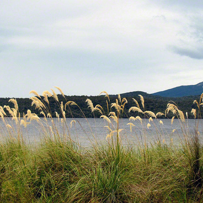 How NZ Native Plants Survive Hot and Dry Conditions: Drought-Resistant Gardening Tips