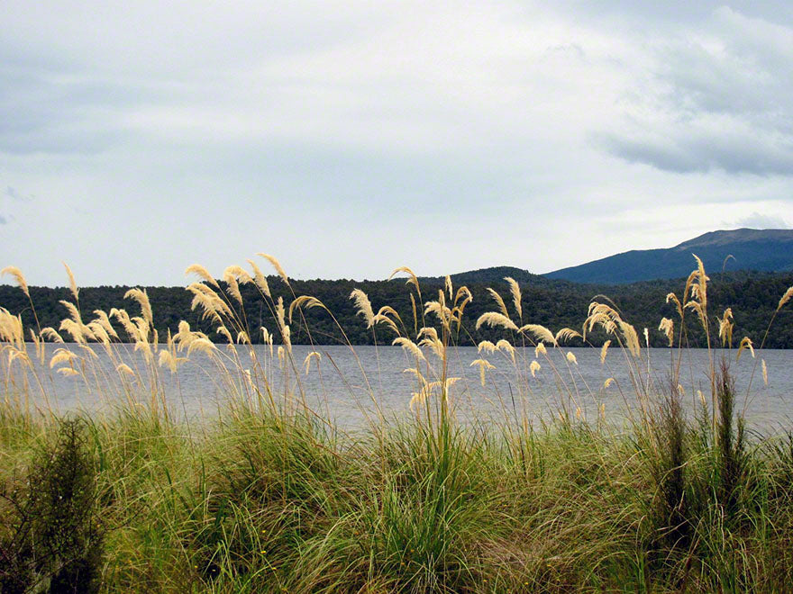 How NZ Native Plants Survive Hot and Dry Conditions: Drought-Resistant Gardening Tips