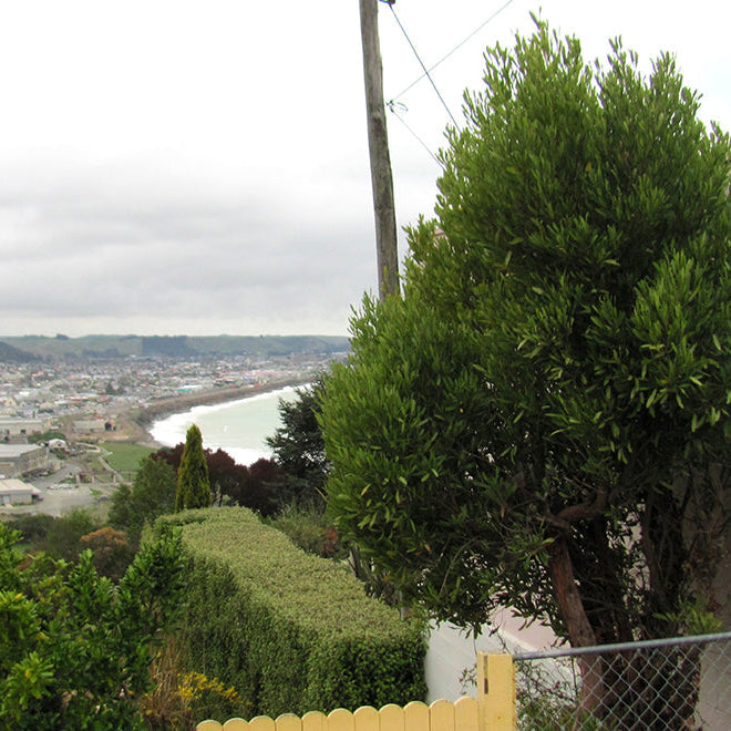 Top 10 Native NZ Plants for Cliffs, Banks & Hills
