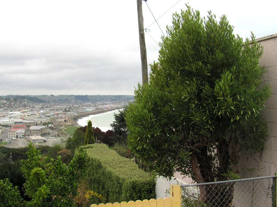 Top 10 Native NZ Plants for Cliffs, Banks & Hills