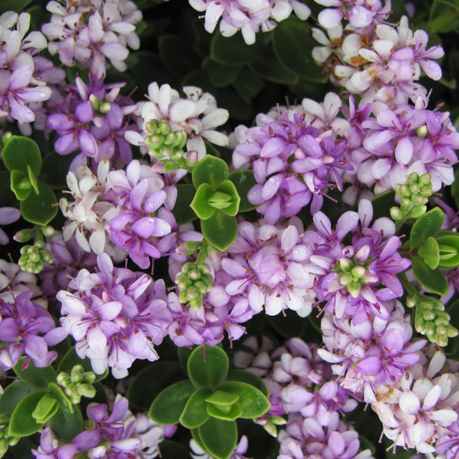 New Zealand Flowering Native Plants: Beautiful, Bird-Friendly, and Low-Maintenance Garden Choices