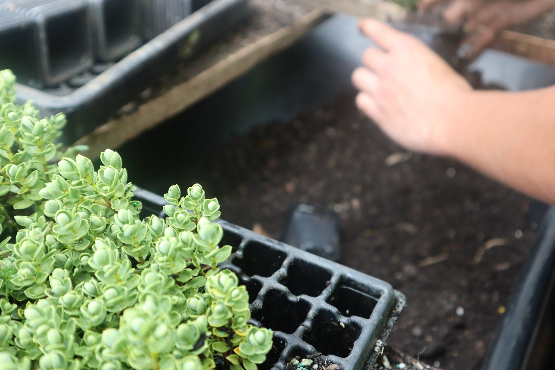 Why Buying NZ Native Plants Direct from the Grower Makes a Difference