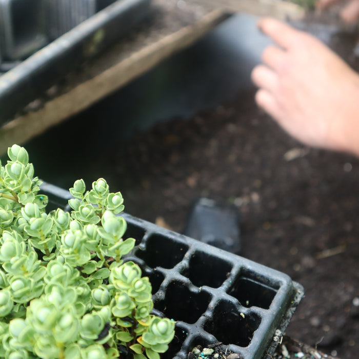 Why Buying NZ Native Plants Direct from the Grower Makes a Difference