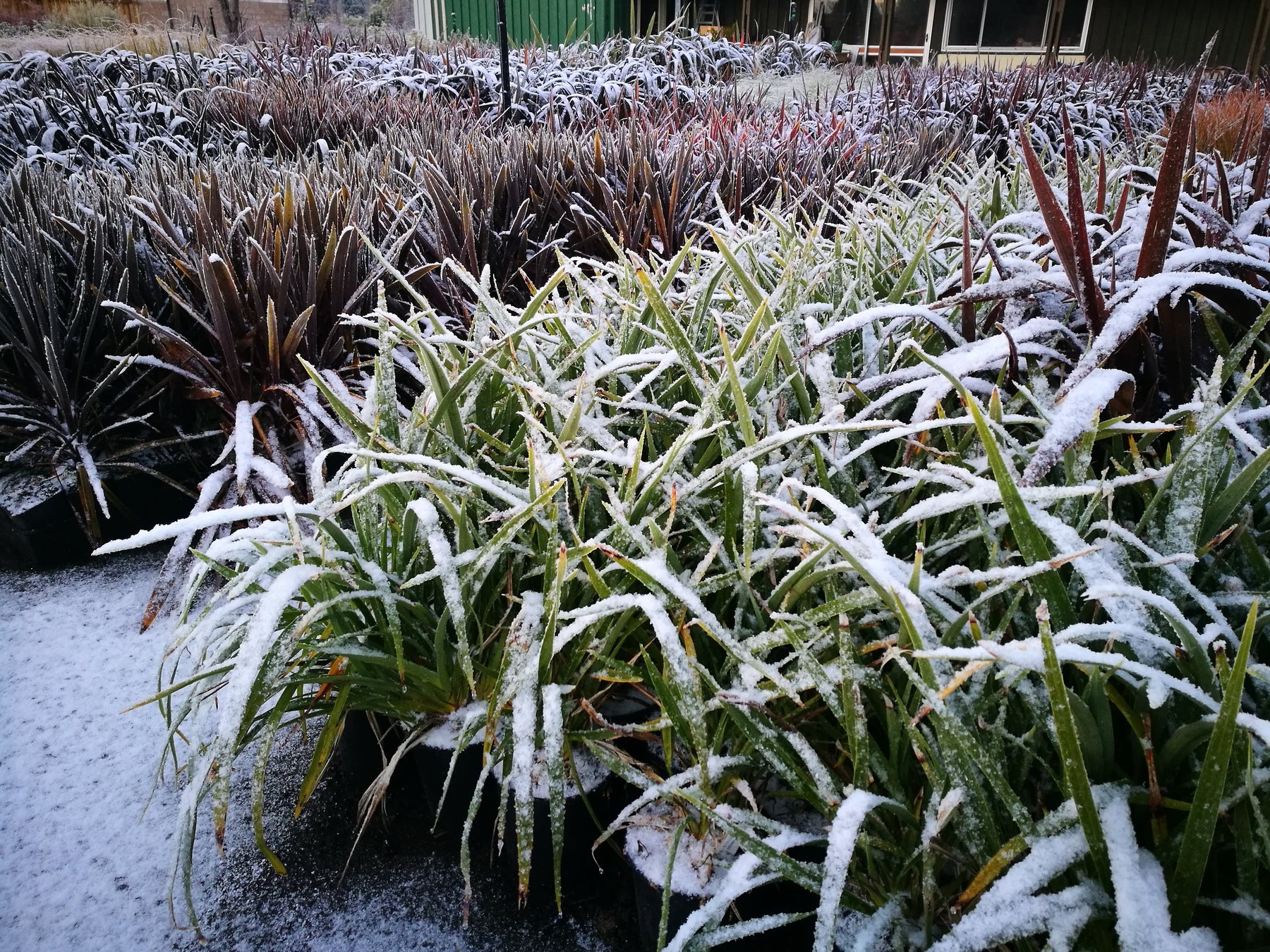 How to Establish NZ Native Plants in Frost and Cold Conditions – Step-by-Step