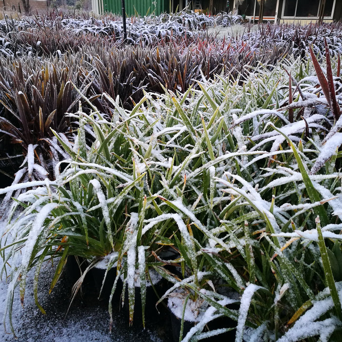 How to Establish NZ Native Plants in Frost and Cold Conditions – Step-by-Step