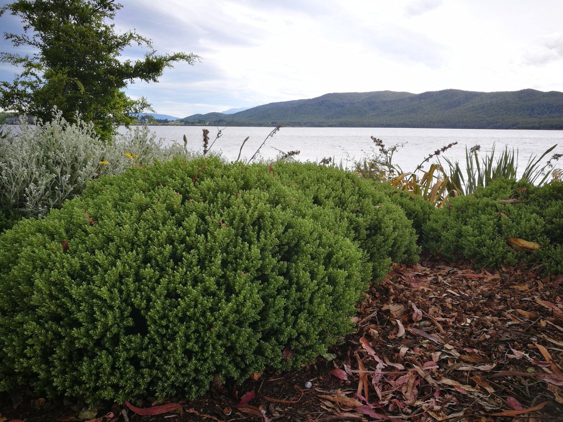 Designing Wind-Resilient NZ Native Gardens