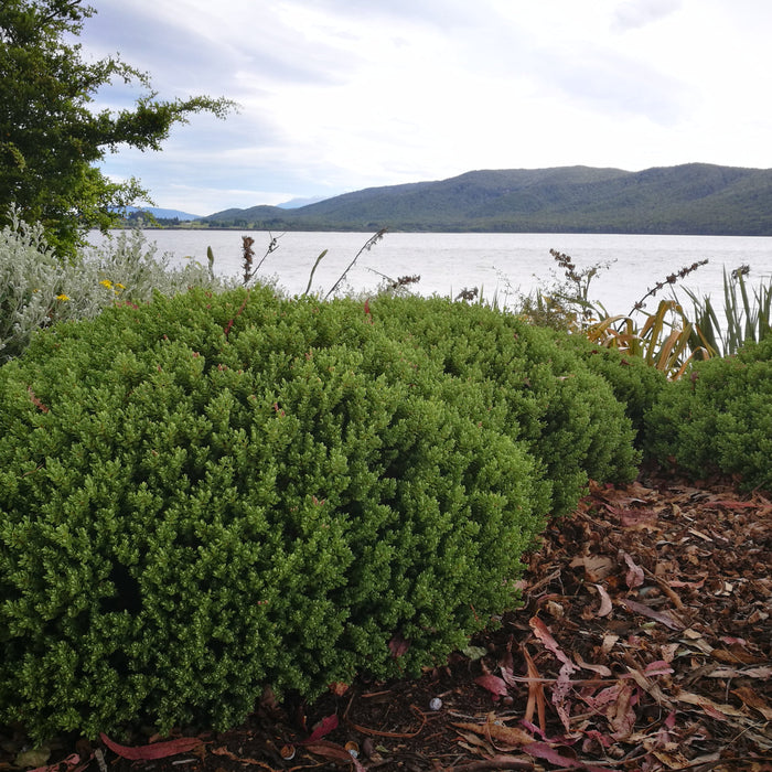 Designing Wind-Resilient NZ Native Gardens