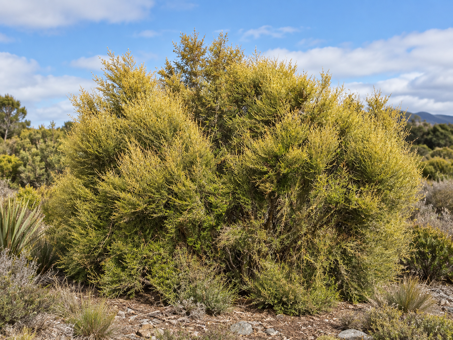 Golden Tree Daisy (Olearia solandri) – The Complete NZ Growing & Planting Guide