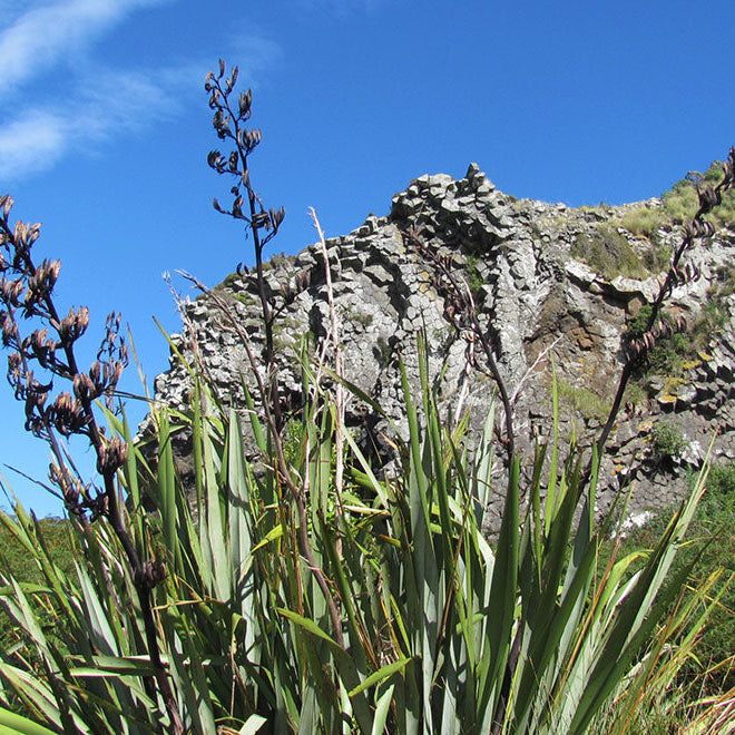 Flourishing in Northland: Embracing Seven Native Plants for Sustainable Landscaping