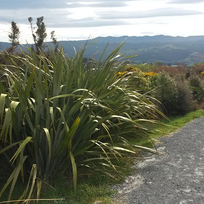 Embracing Aotearoa's Bounty: Five Native New Zealand Plants for Shelter and Beauty