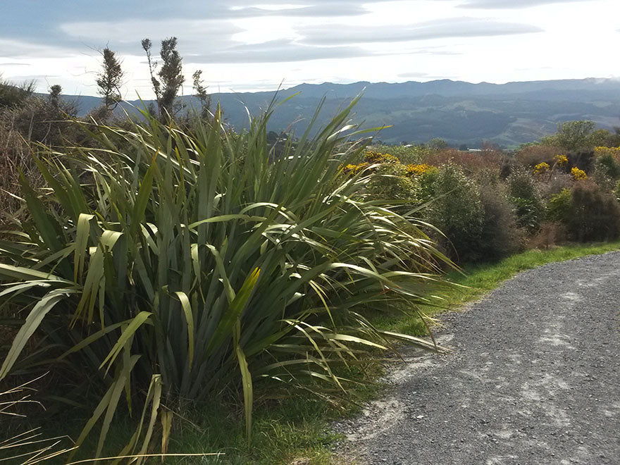 Embracing Aotearoa's Bounty: Five Native New Zealand Plants for Shelter and Beauty