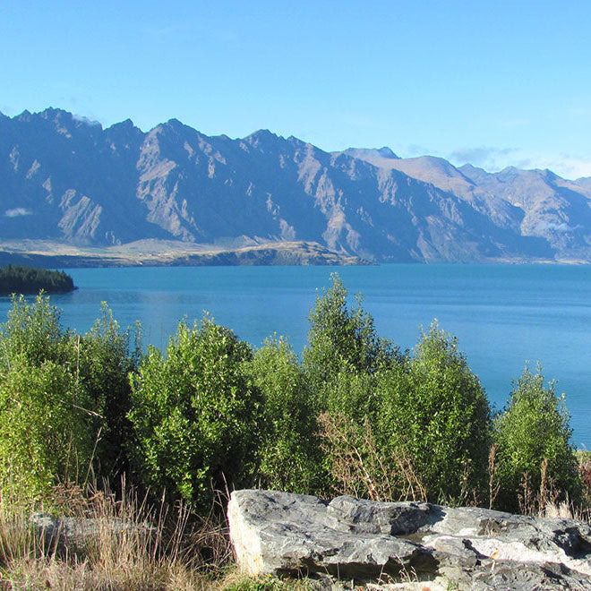 Using NZ Native Alpine Plants to Stabilise Slopes and Support Erosion Control