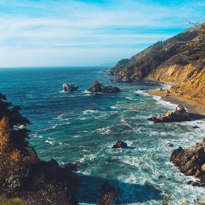 The Best NZ Native Plants for Harsh Coastal Gardens