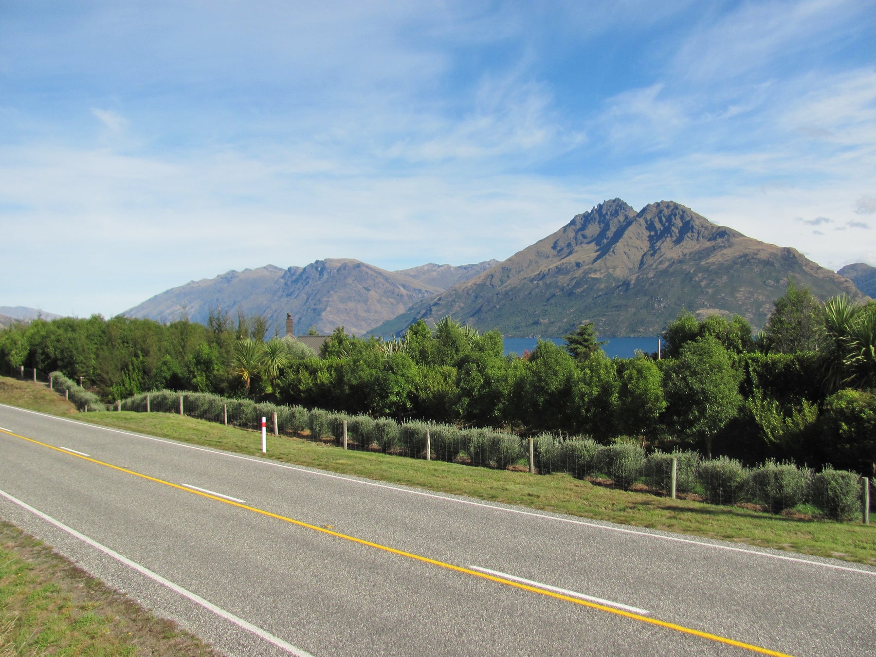 The Ultimate Guide to Designing a Thriving NZ Alpine Garden with Native Plants