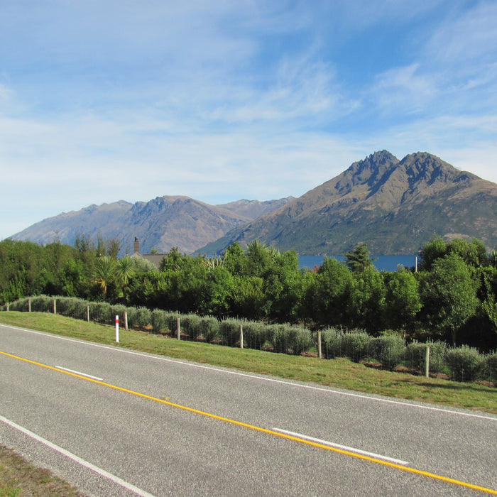 The Ultimate Guide to Designing a Thriving NZ Alpine Garden with Native Plants
